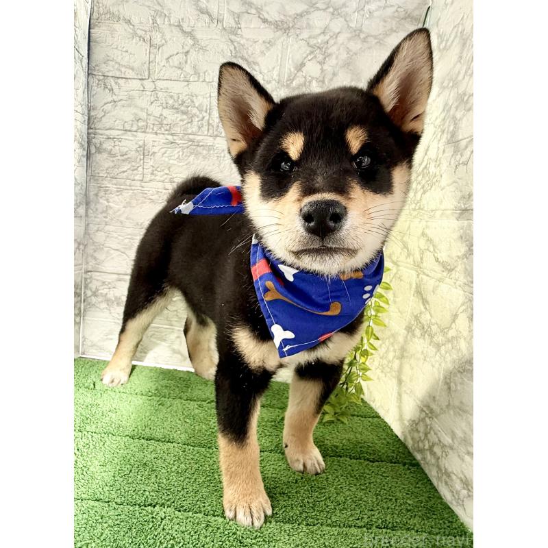 販売中の埼玉県の柴犬-429711の9枚目