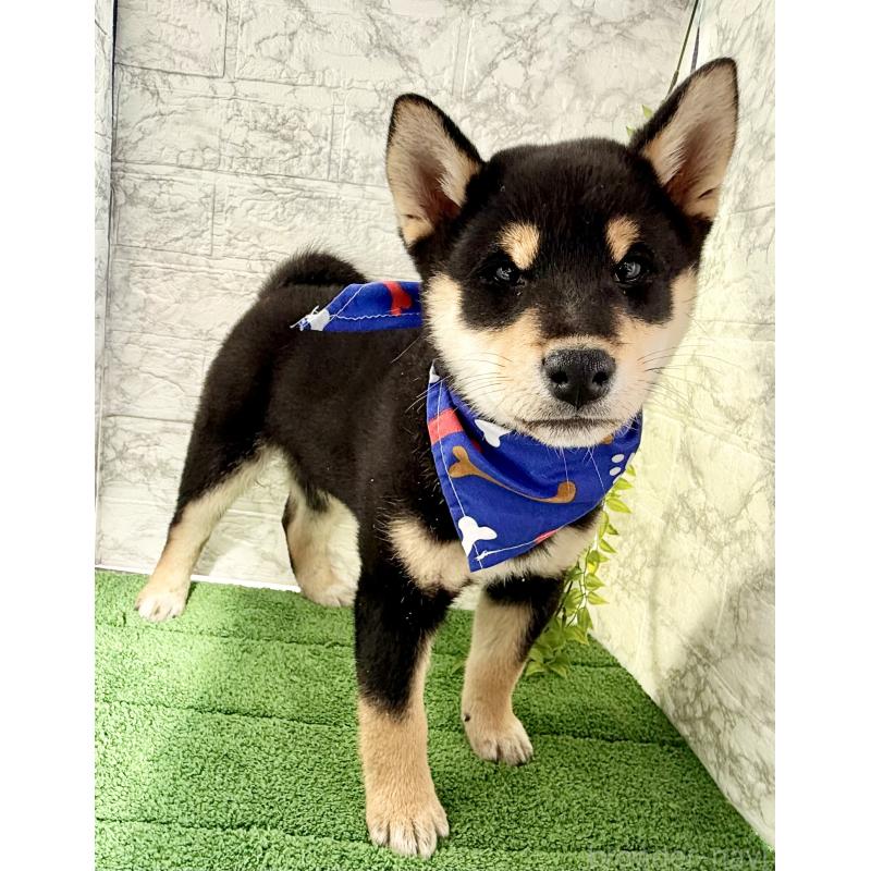 販売中の埼玉県の柴犬-429711の8枚目