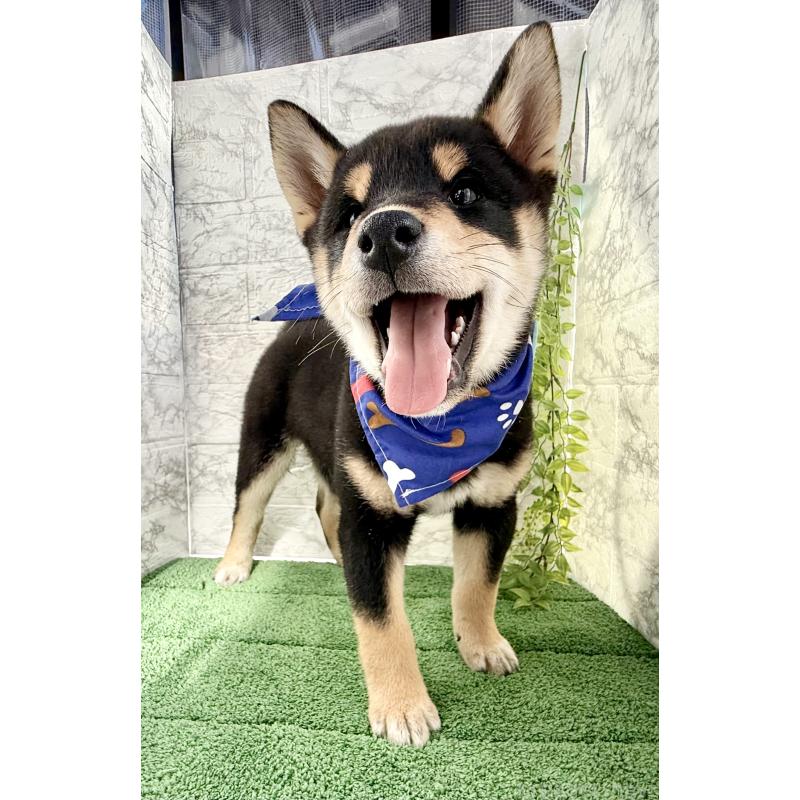 販売中の埼玉県の柴犬-429711の7枚目