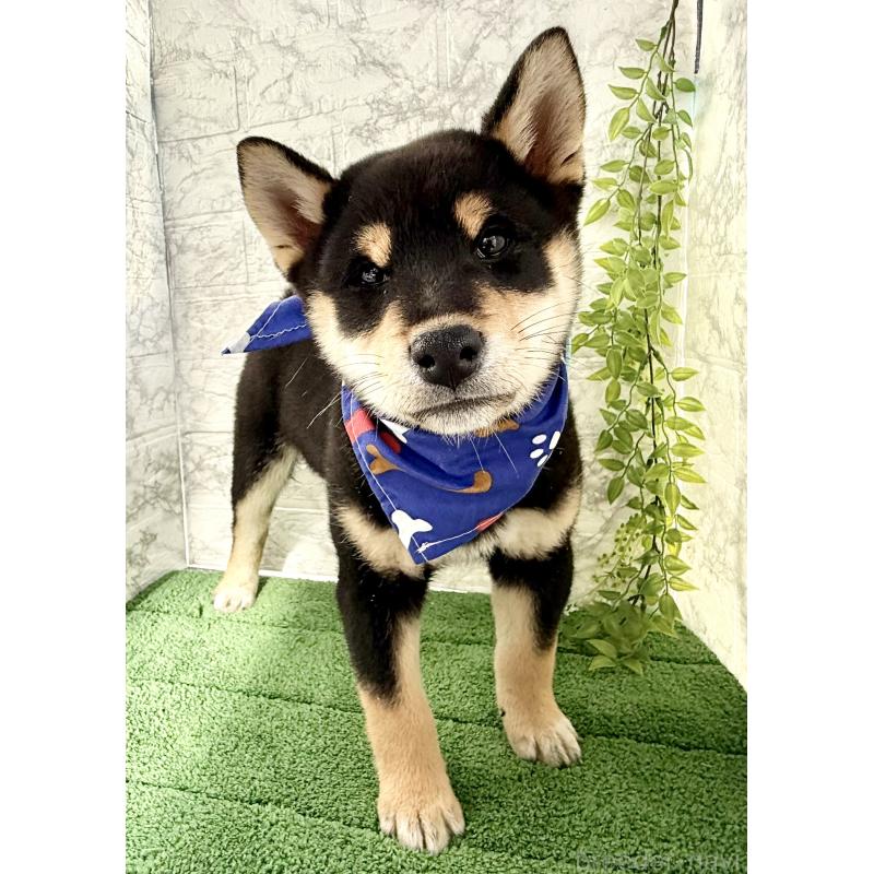 販売中の埼玉県の柴犬-429711の6枚目