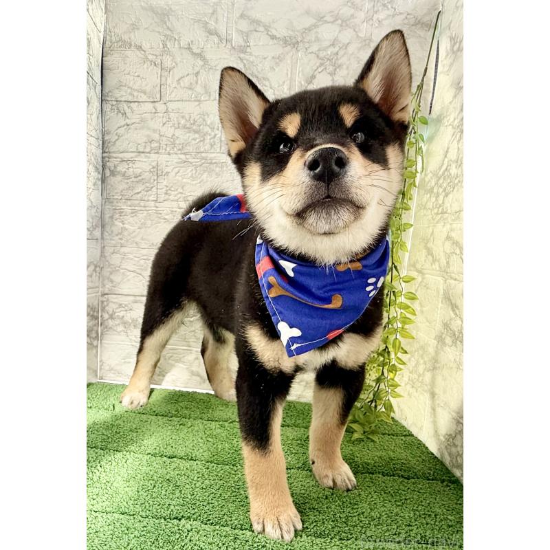 販売中の埼玉県の柴犬-429711の5枚目