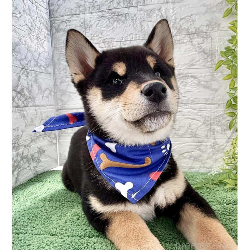 販売中の埼玉県の柴犬-429711の4枚目