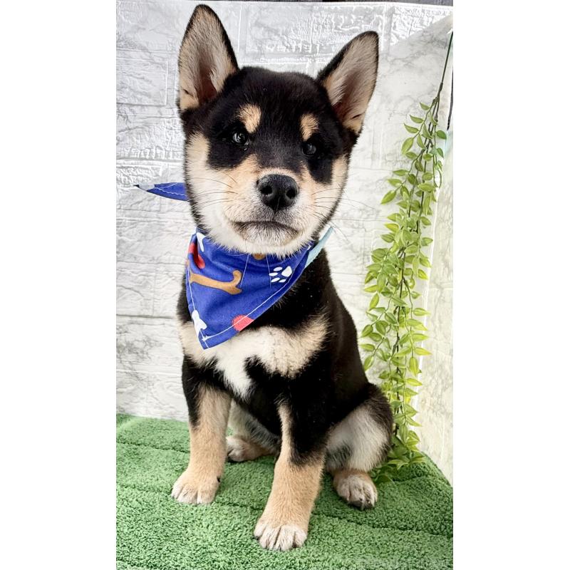 販売中の埼玉県の柴犬-429711の3枚目