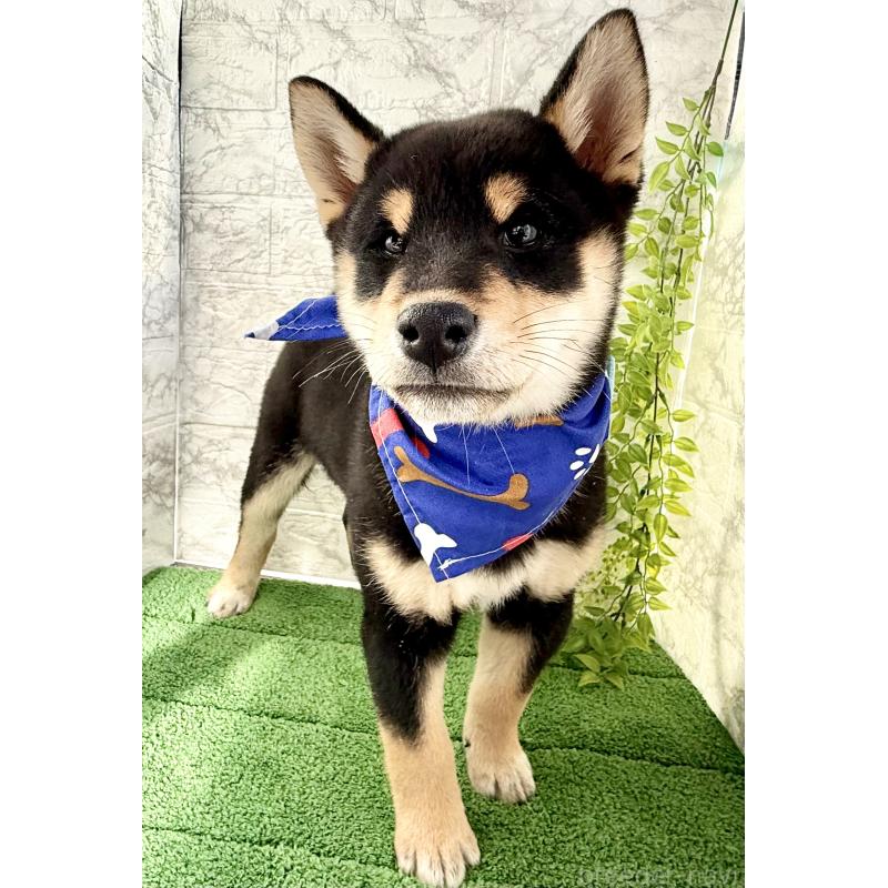 販売中の埼玉県の柴犬-429711の2枚目