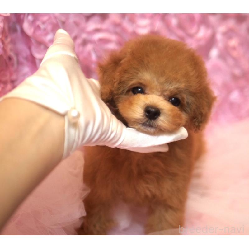 成約済の香川県のタイニープードル-421896の11枚目