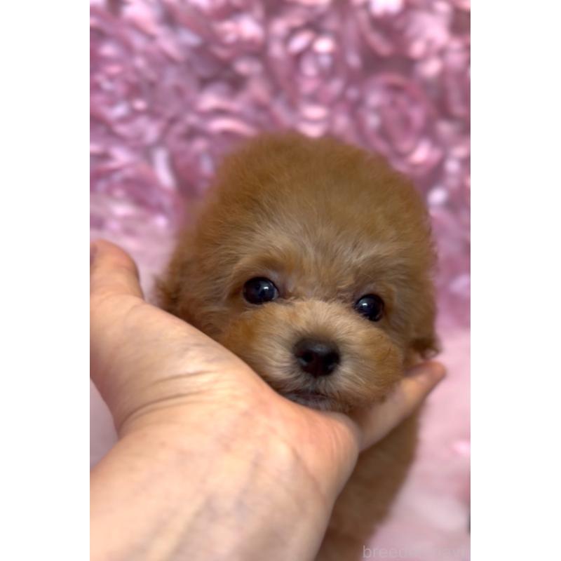 成約済の香川県のタイニープードル-421896の10枚目