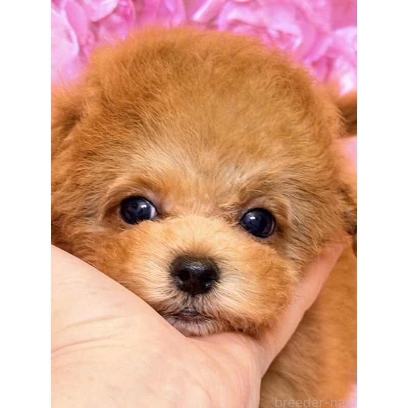 成約済の香川県のタイニープードル-421896の8枚目