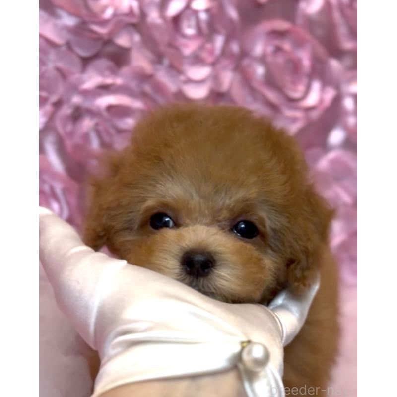 成約済の香川県のタイニープードル-421896の7枚目