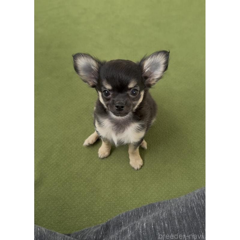 商談中の福岡県のチワワ(ロングコート)-425445の2枚目