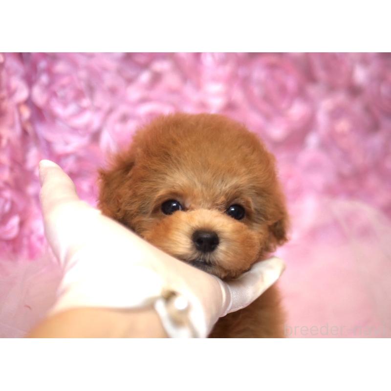 成約済の香川県のタイニープードル-421896の5枚目