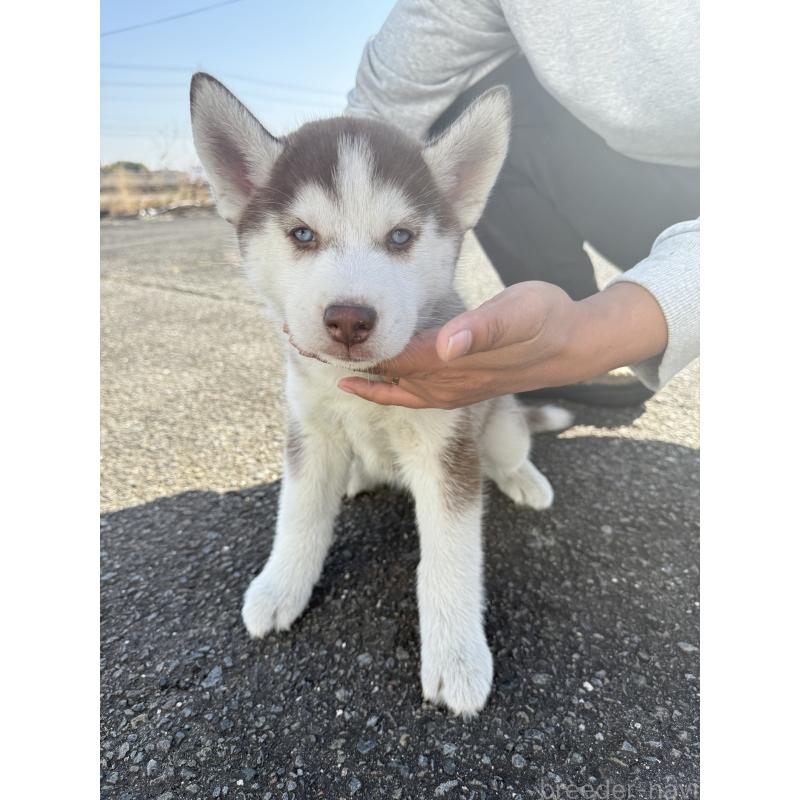販売中の岐阜県のシベリアンハスキー-425593の3枚目