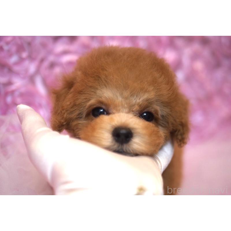 成約済の香川県のタイニープードル-421896の4枚目