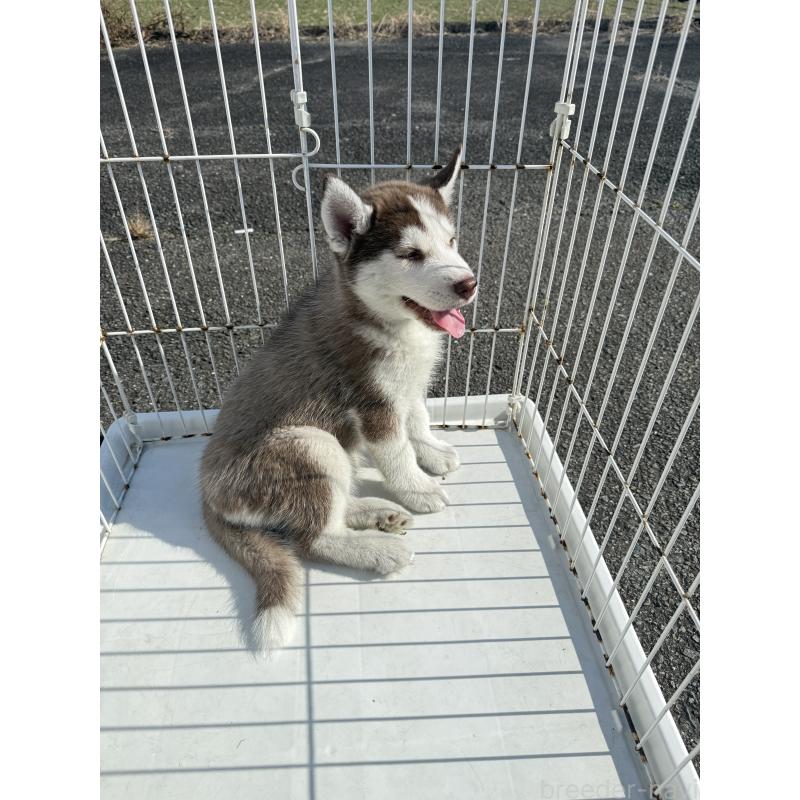 販売中の岐阜県のシベリアンハスキー-425593の2枚目