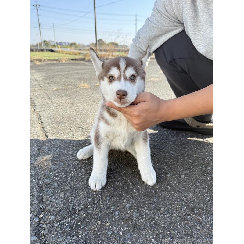 販売中の岐阜県のシベリアンハスキー-425598の3枚目