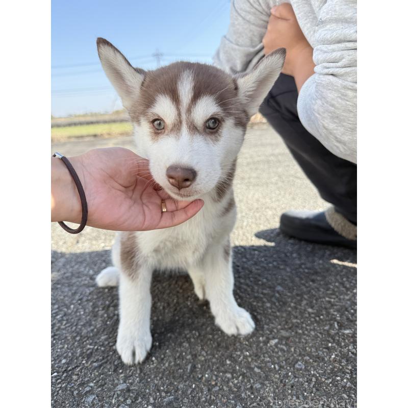 販売中の岐阜県のシベリアンハスキー-425598の2枚目