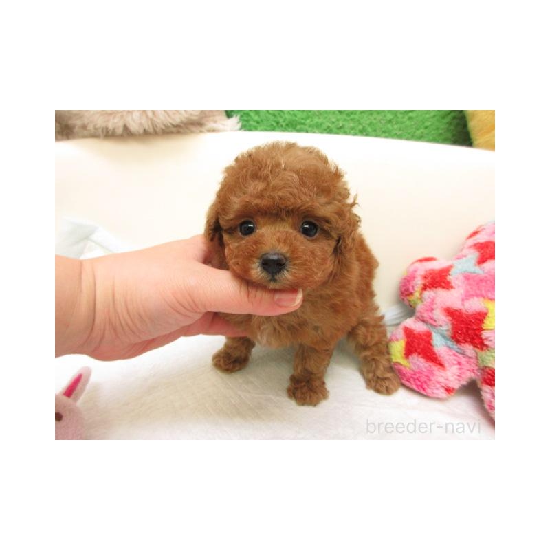 販売中の大阪府のトイプードル-429713の2枚目