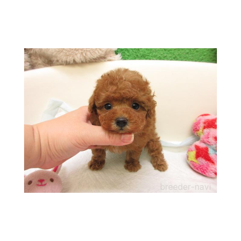 販売中の大阪府のトイプードル-429713