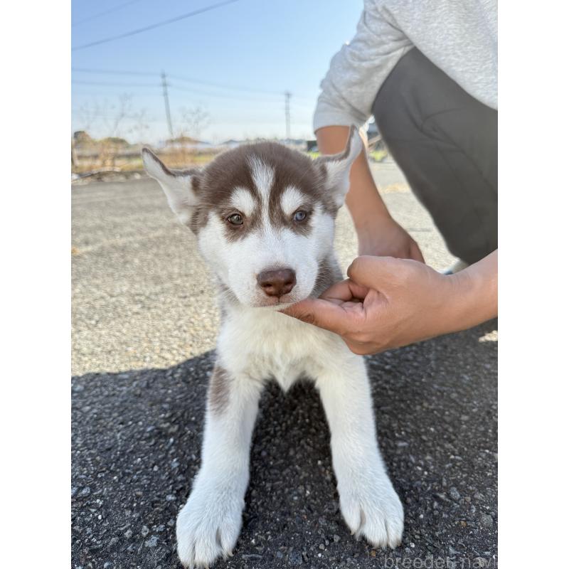 販売中の岐阜県のシベリアンハスキー-425603の3枚目