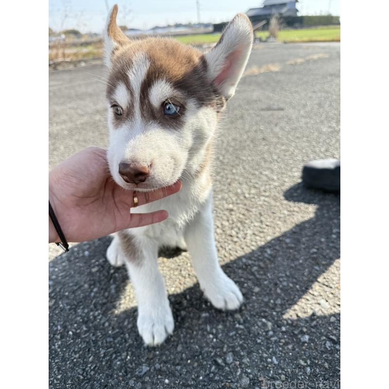 販売中の岐阜県のシベリアンハスキー-425603の2枚目