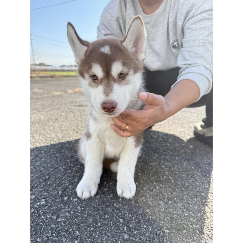 販売中の岐阜県のシベリアンハスキー-425600の3枚目