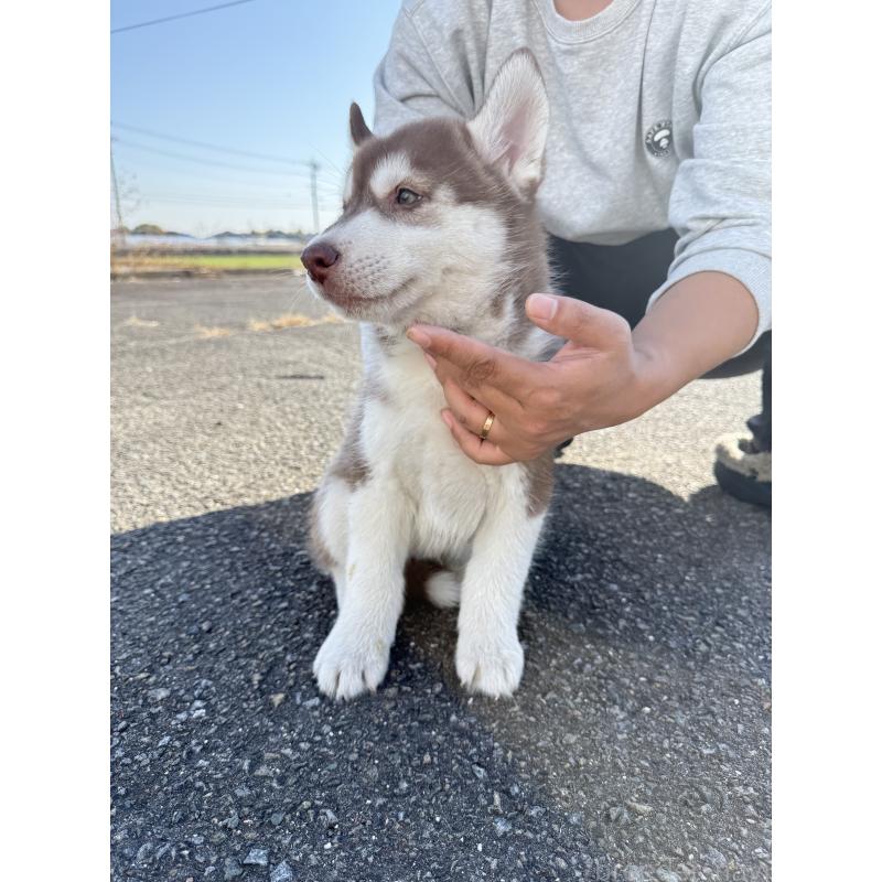 販売中の岐阜県のシベリアンハスキー-425600の2枚目