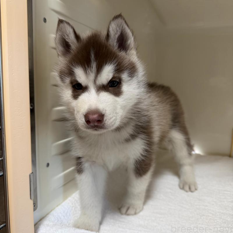 販売中の三重県のシベリアンハスキー-429717の1枚目