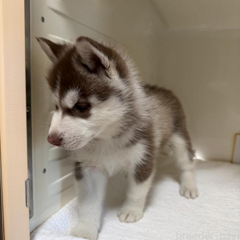 販売中の三重県のシベリアンハスキー-429717の6枚目