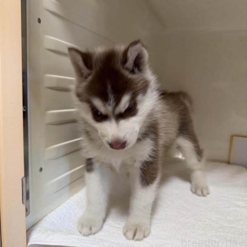 販売中の三重県のシベリアンハスキー-429717の5枚目