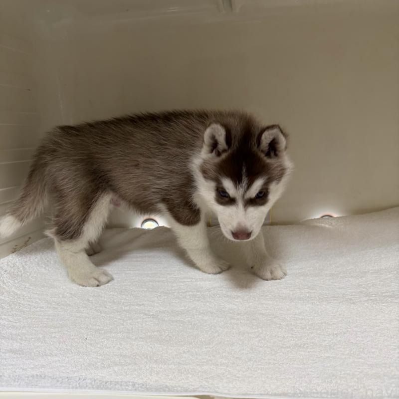 販売中の三重県のシベリアンハスキー-429717の4枚目