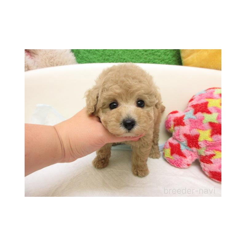 販売中の大阪府のトイプードル-429715の2枚目