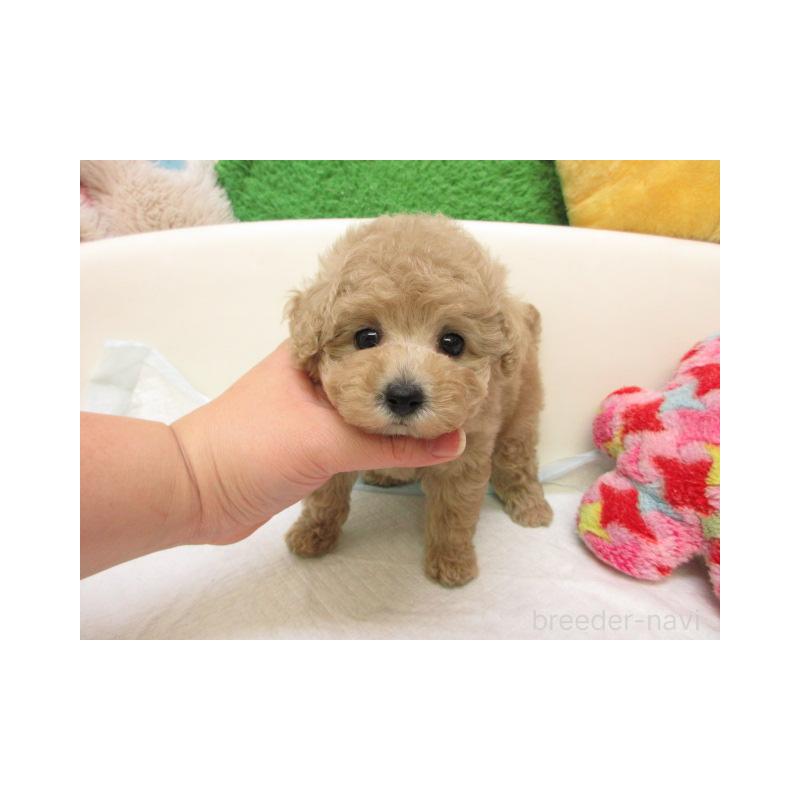 販売中の大阪府のトイプードル-429715