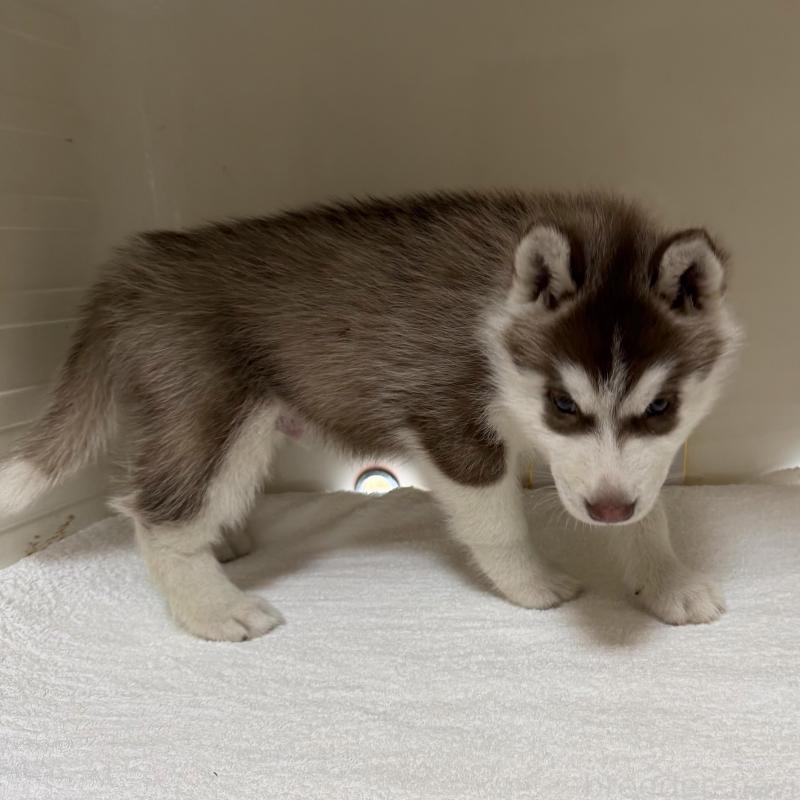 販売中の三重県のシベリアンハスキー-429717の3枚目