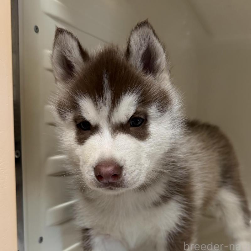 販売中の三重県のシベリアンハスキー-429717の2枚目