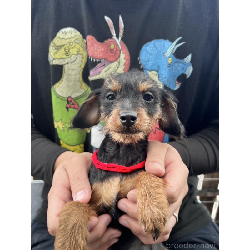 販売中の滋賀県のミックス犬-415836の3枚目