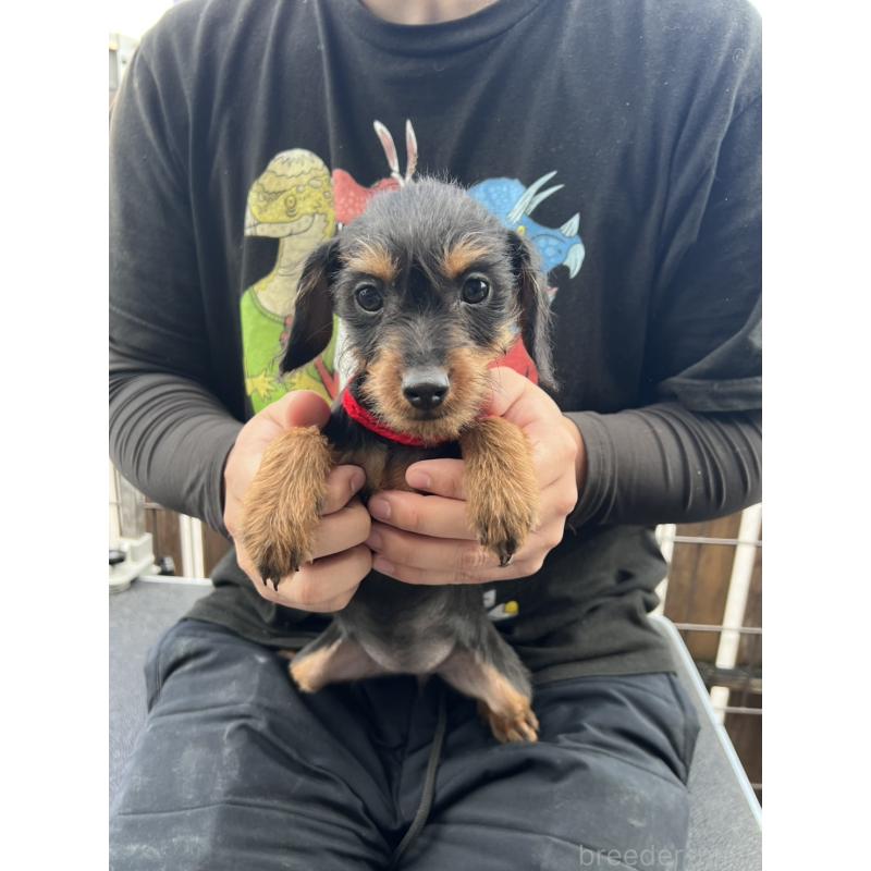 販売中の滋賀県のミックス犬-415836