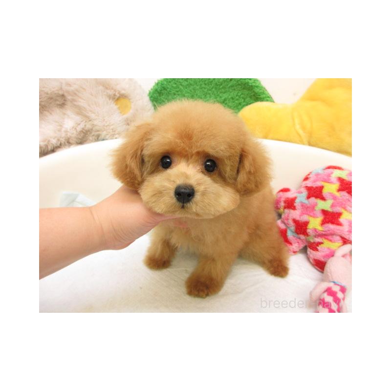 販売中の大阪府のトイプードル-429719の2枚目