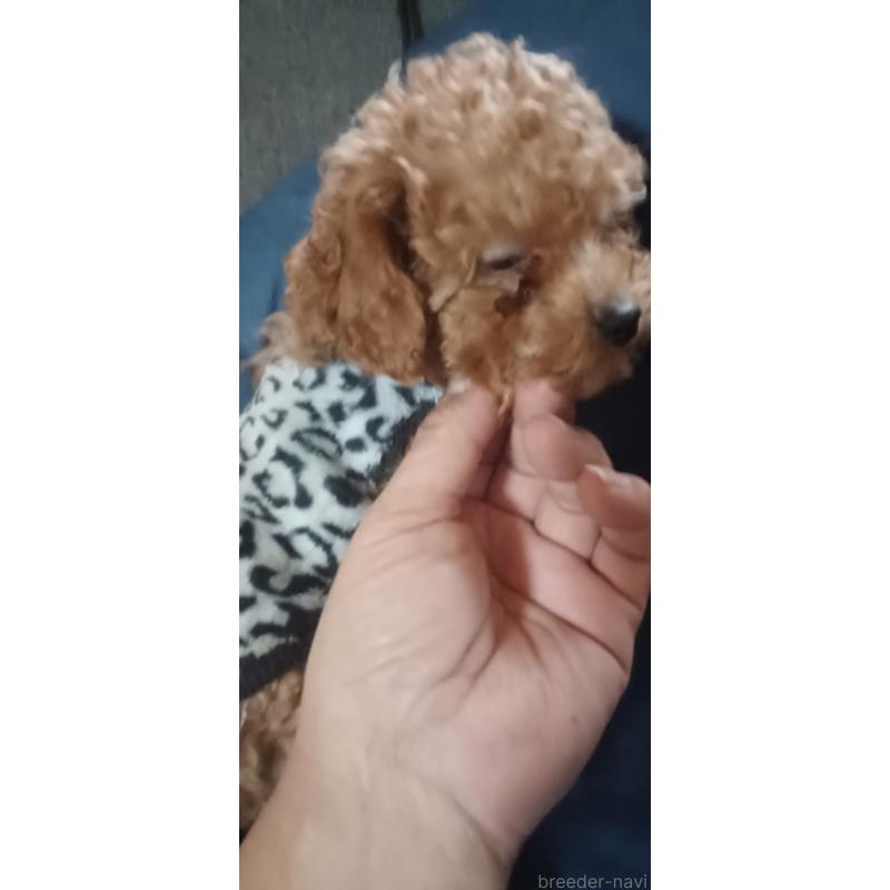 販売中の福井県のトイプードル-429723の6枚目