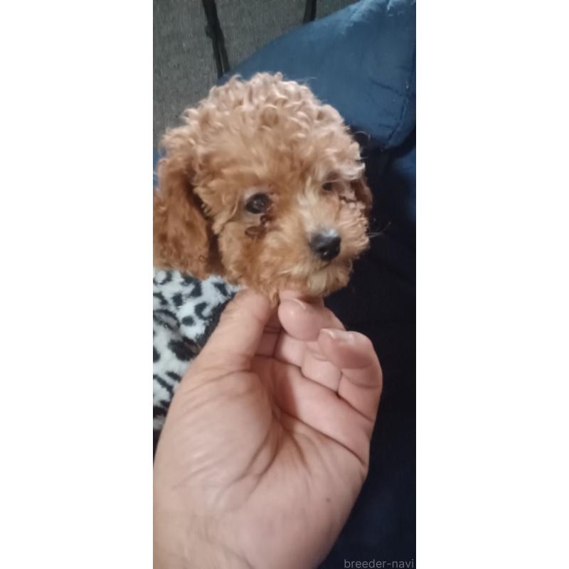 販売中の福井県のトイプードル-429723の5枚目