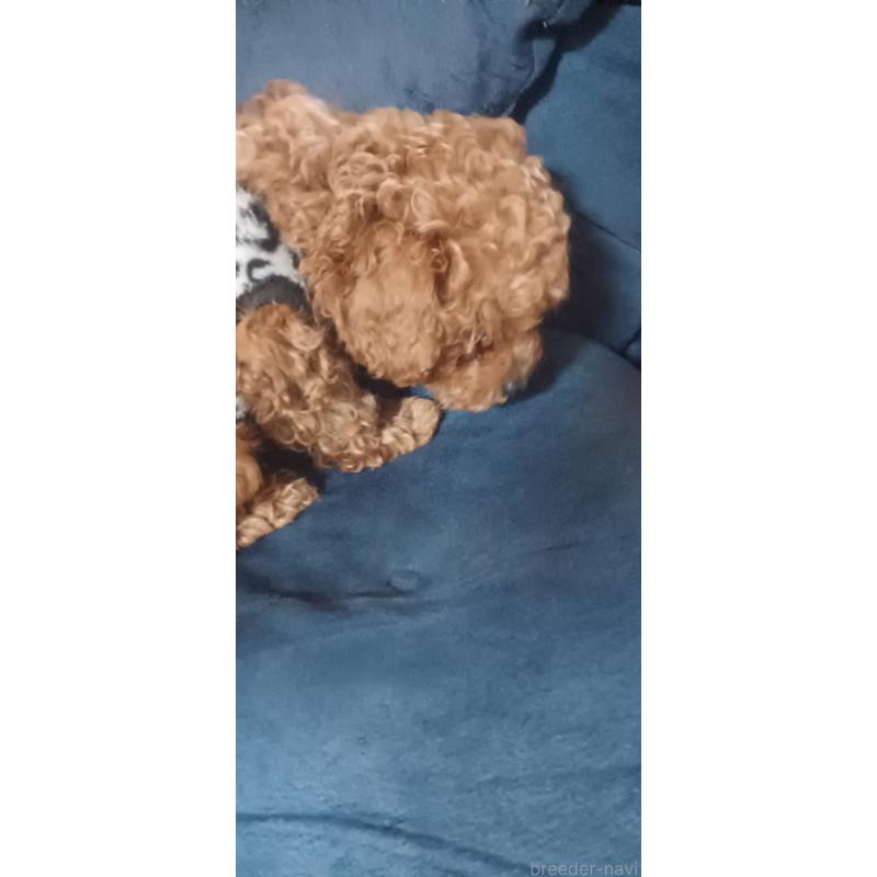 販売中の福井県のトイプードル-429723の4枚目