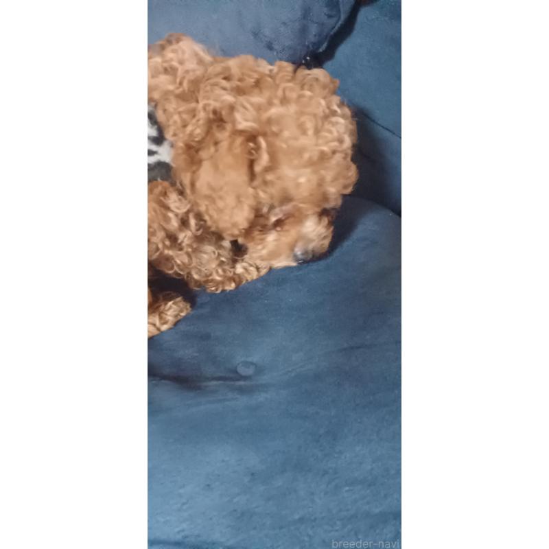 販売中の福井県のトイプードル-429723の3枚目