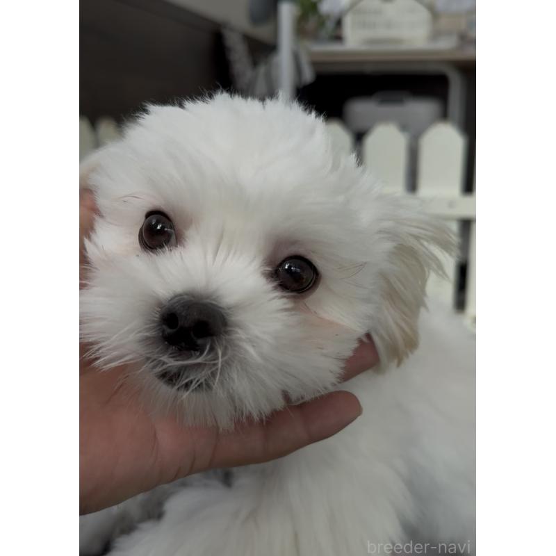 販売中の福岡県のミックス犬-403780の6枚目