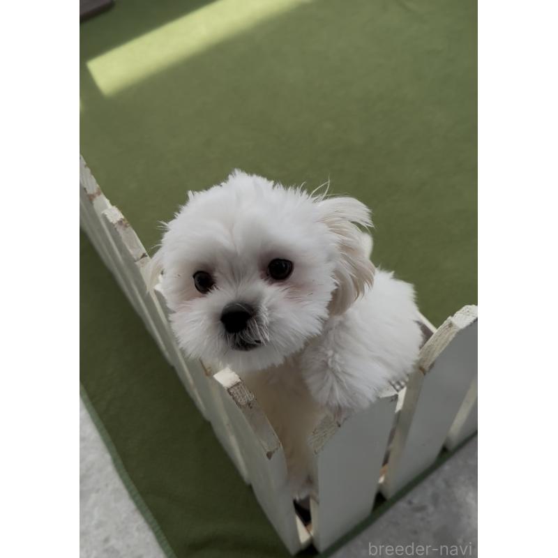 販売中の福岡県のミックス犬-403780の5枚目