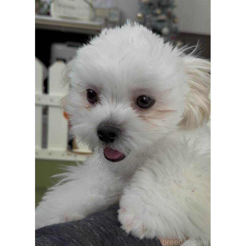 販売中の福岡県のミックス犬-403780の4枚目