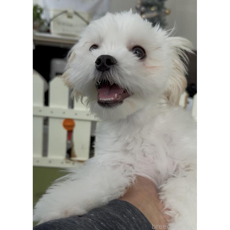 販売中の福岡県のミックス犬-403780の3枚目