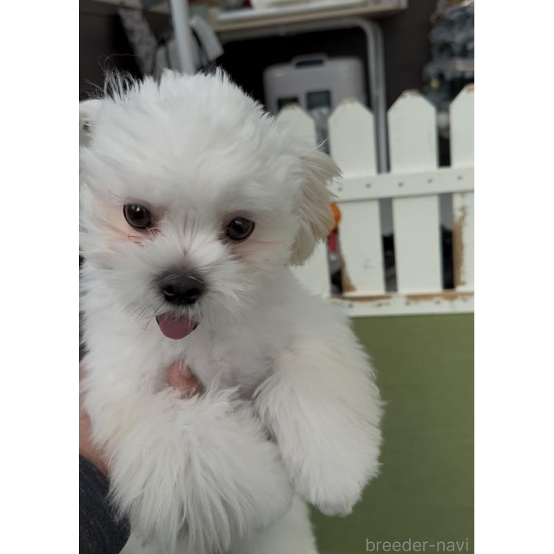 販売中の福岡県のミックス犬-403780の2枚目