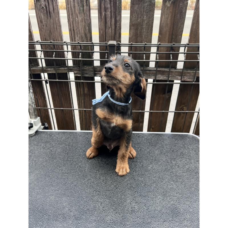 販売中の滋賀県のミックス犬-429721の4枚目