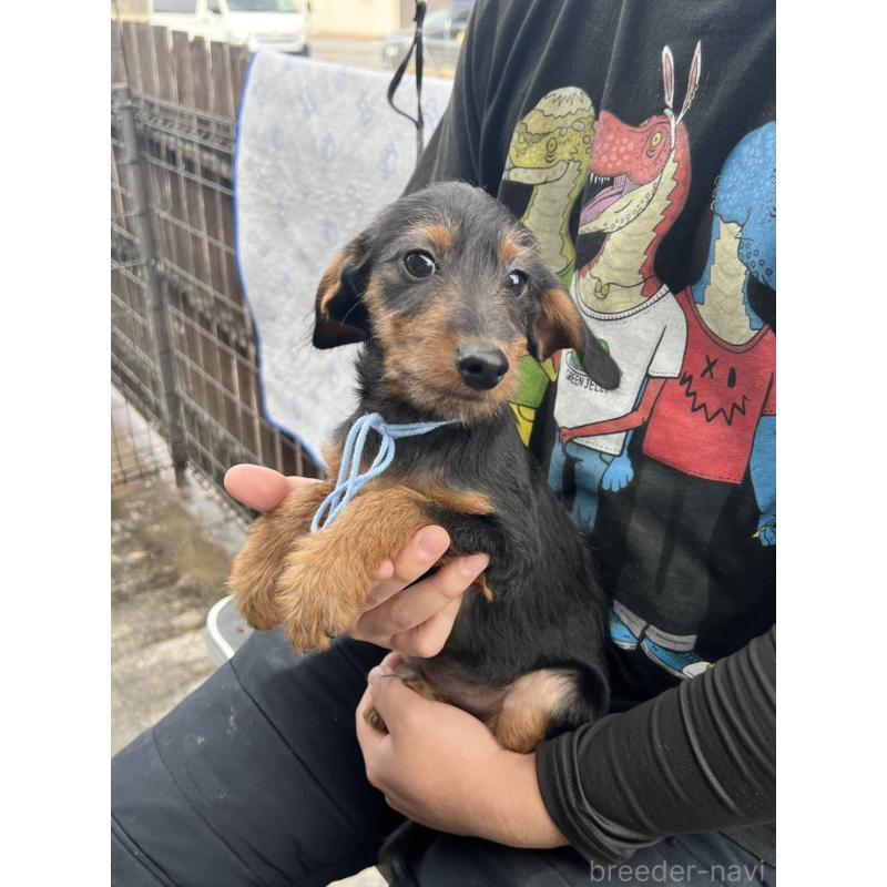 販売中の滋賀県のミックス犬-429721の3枚目