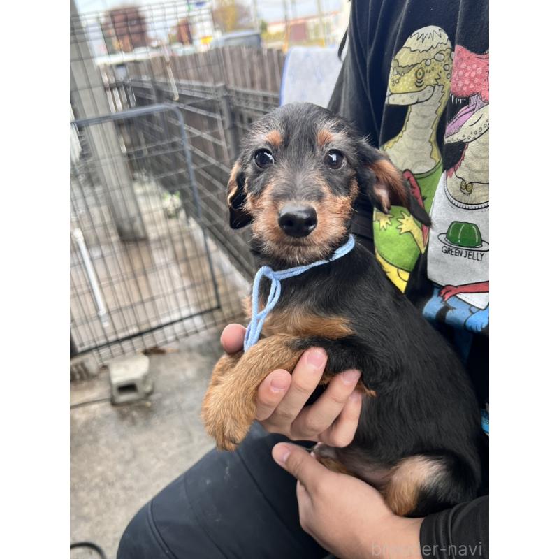 販売中の滋賀県のミックス犬-429721の2枚目