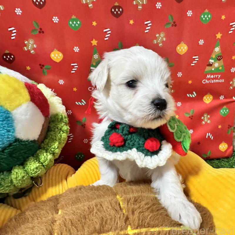 販売中の茨城県のミックス犬-429722の4枚目