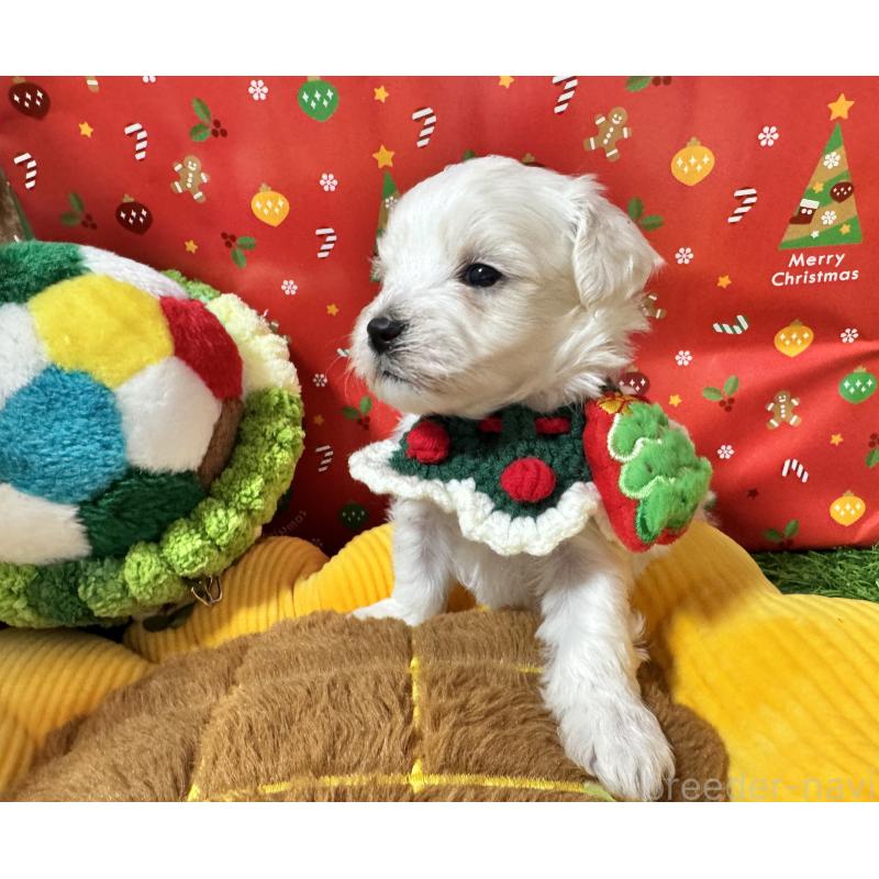 販売中の茨城県のミックス犬-429722の3枚目